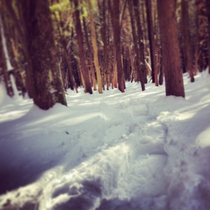 Snow Shoe Trail